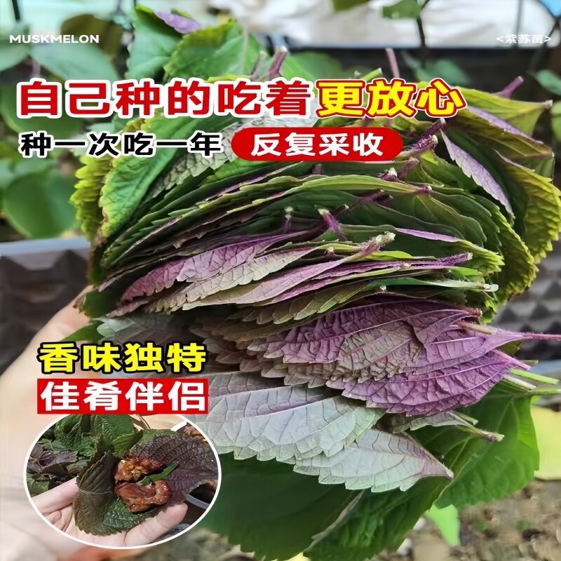 广西新鲜紫苏幼苗可食用带土带根四季阳台窗台盆栽种植蔬菜苗