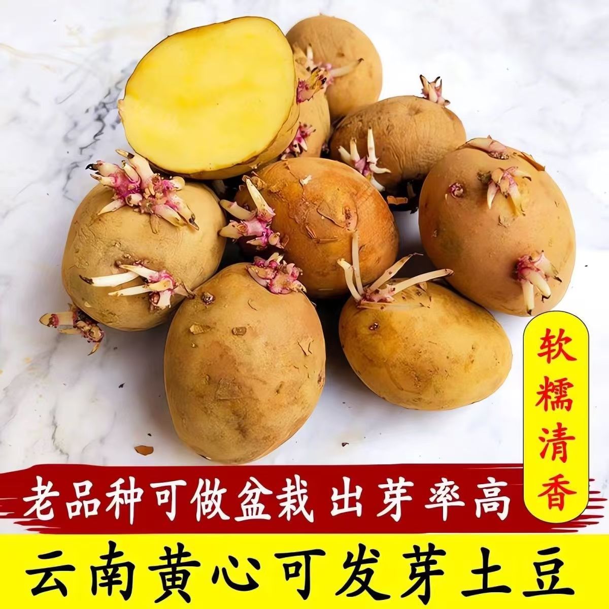 高产黄皮云南农家洋芋种子马铃薯高产云南农家黄皮土豆洋芋子种
