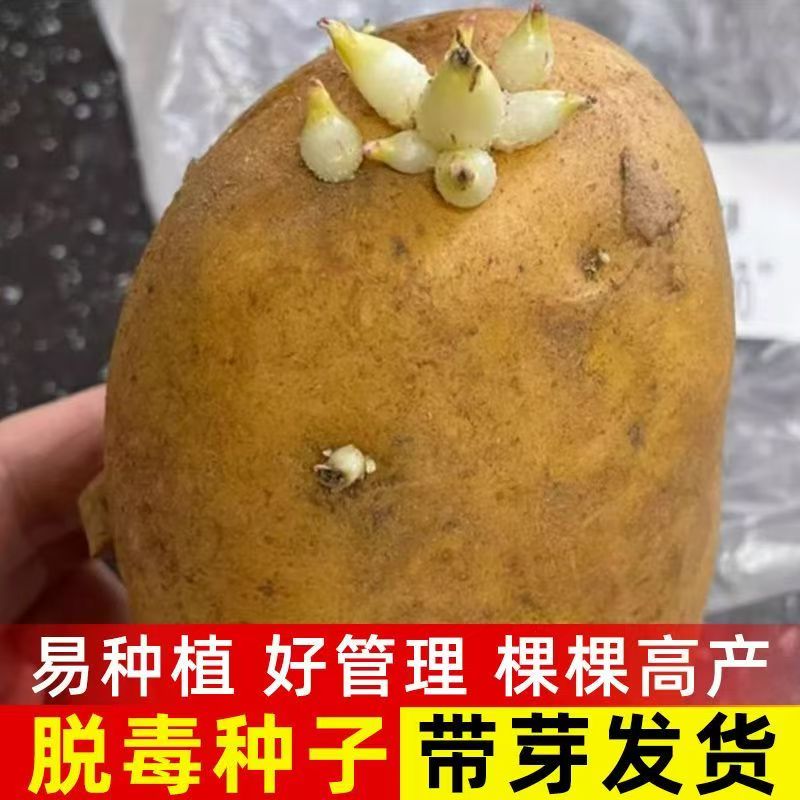 云南高产农家黄皮土豆种子马铃薯洋芋子种农家高产黄皮土豆种子
