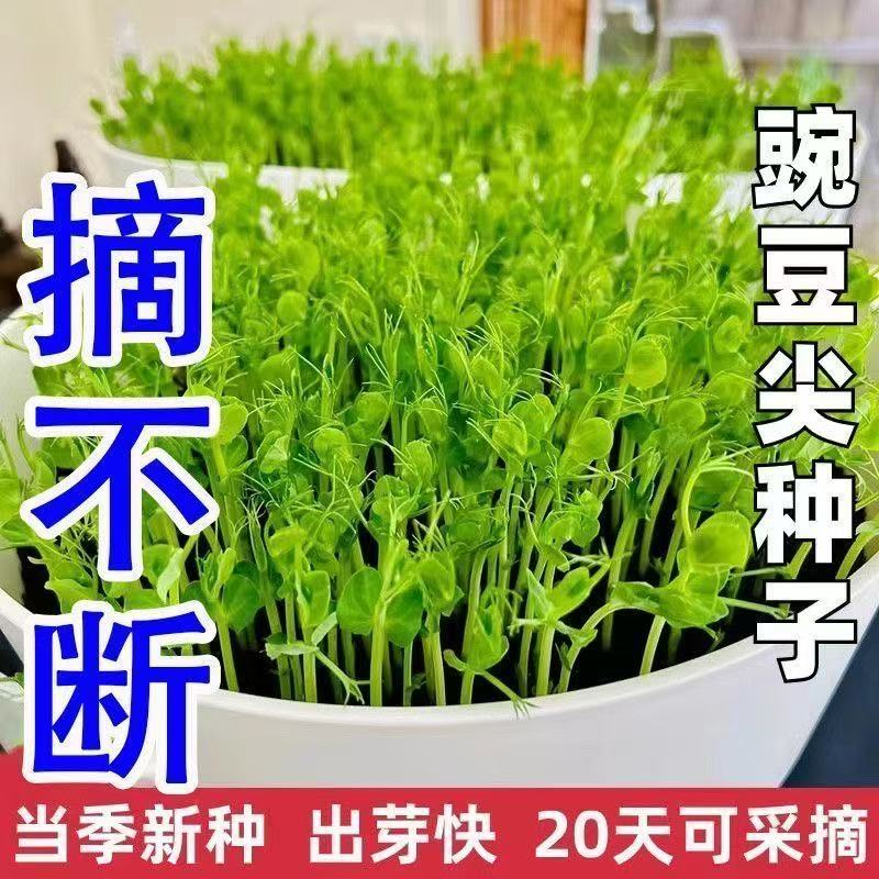 四川无须豌豆苗四季秋季菜园阳台盆栽蔬菜孑青菜籽四季