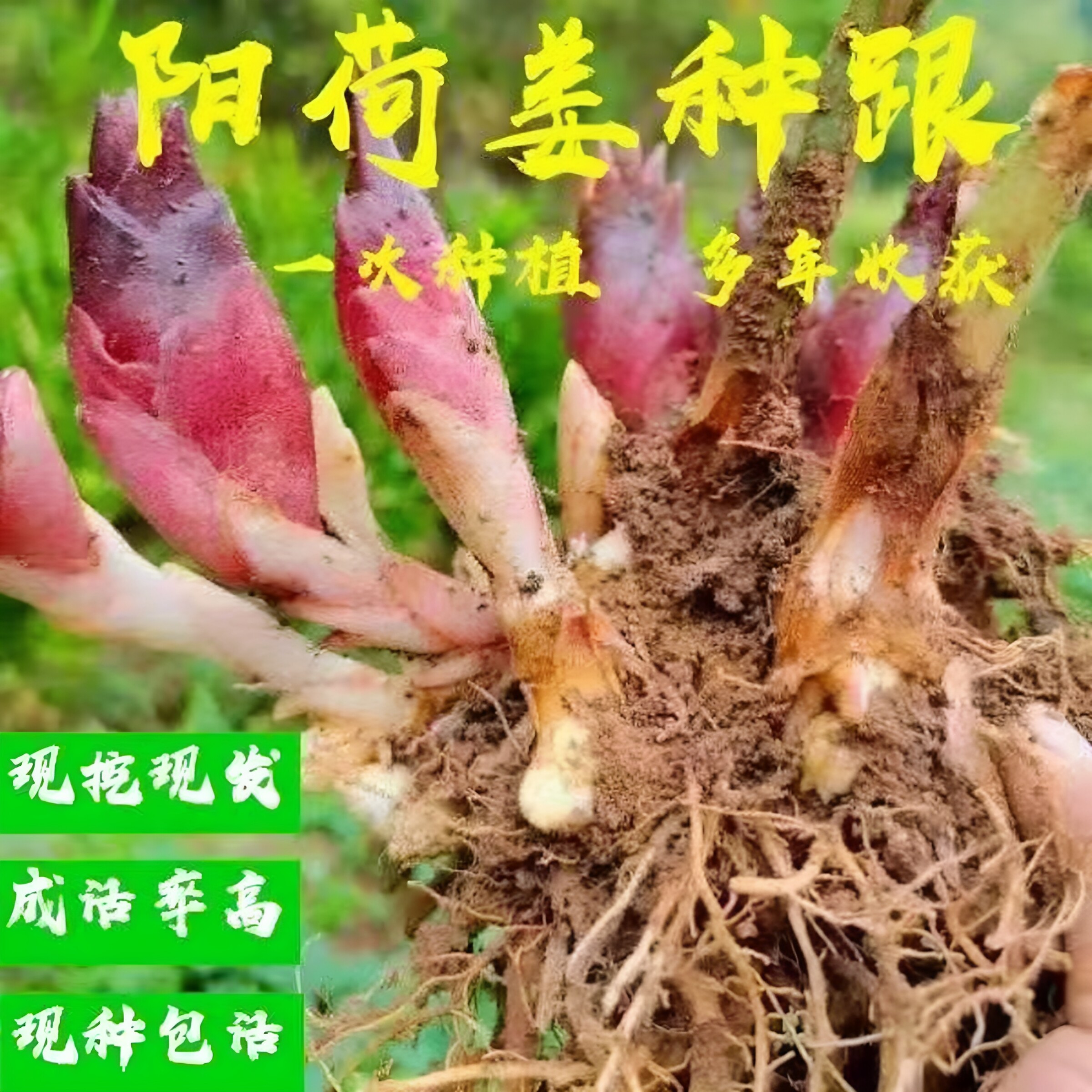 高山恩施阳荷姜种根洋河姜根四季蔬菜阳台花园盆栽现挖种苗