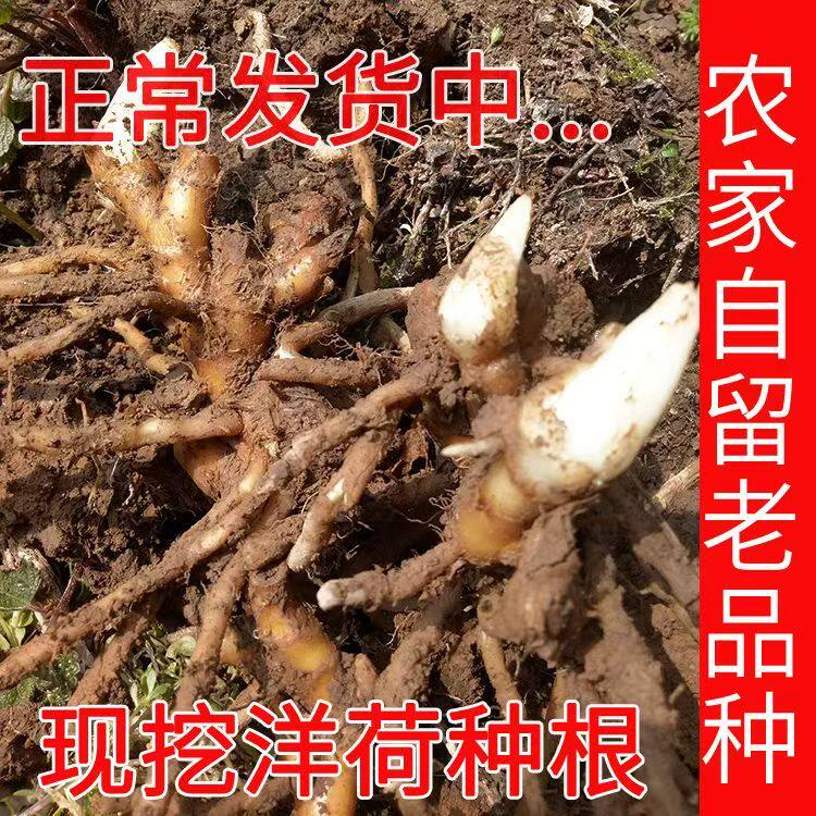 高山早熟阳荷姜根苗恩施产地现挖现发农家自种蔬菜种根