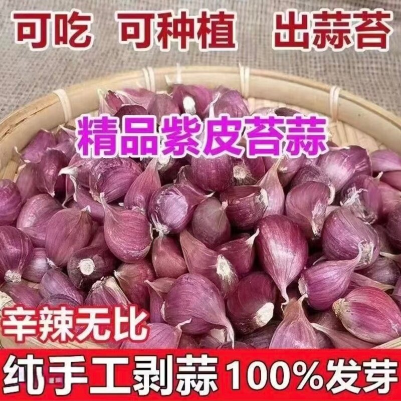 山东新鲜早熟红皮大蒜种子阳台盆栽蔬菜四季种植紫皮香蒜可吃可种