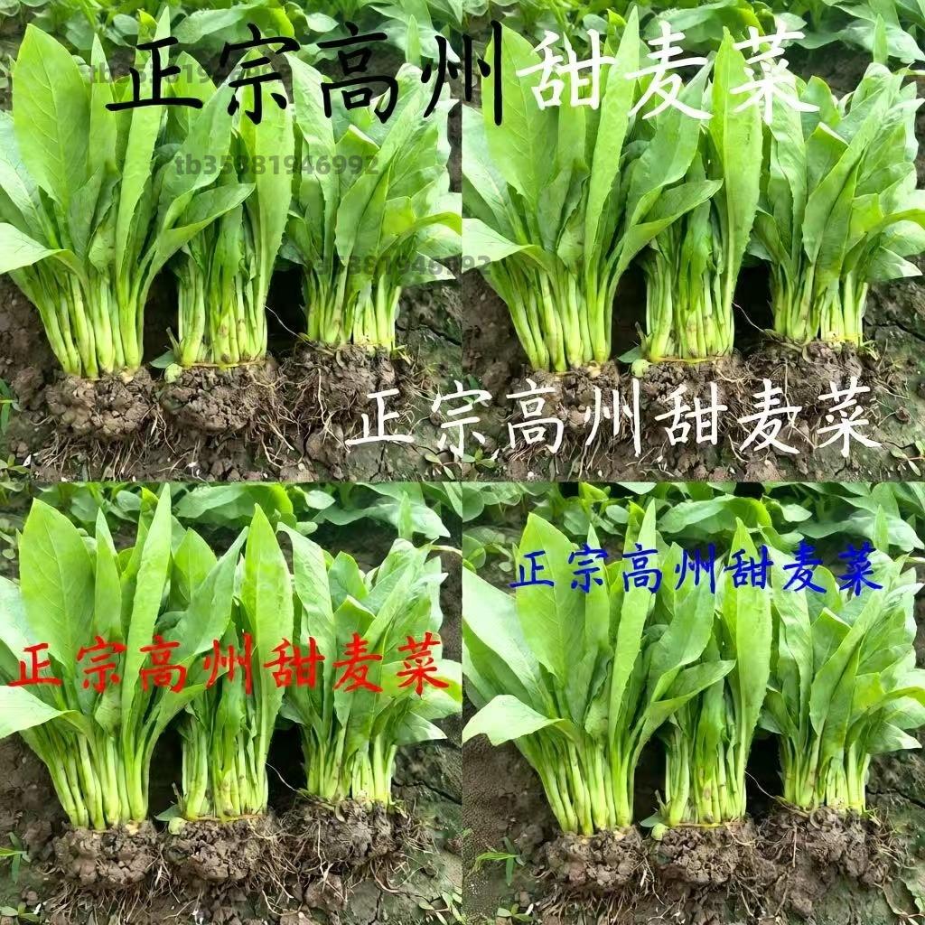 正宗广西博白甜脆麦菜秧苗阳台盆栽高州大圆叶四季种子籽苦麦蔬菜