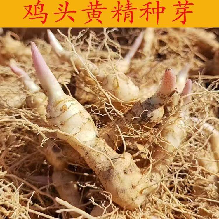 新鲜多花黄精种植苗老虎姜苗现挖鸡头中药材盆栽可种植食用苗图片