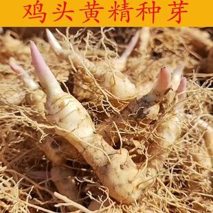 现挖鸡头黄精中药材多花盆栽食用新鲜黄精种植苗老虎姜种芽