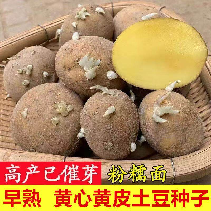 云南农家老品种土豆种子带芽四季黄心马铃薯原种本地高产洋芋