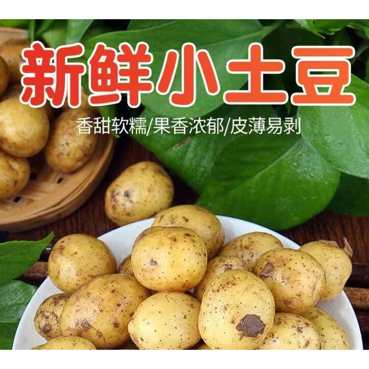 2026年新小土豆农家非转基因土豆现挖黄心高山新鲜农你马铃薯洋芋