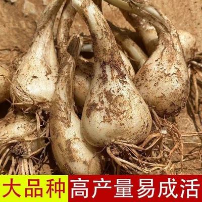 新鲜现挖大个优质藠头种子带根须茭头种子重庆带泥荞头农家当季