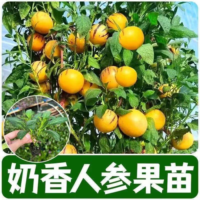 云南奶香人参果树果苗幼苗种籽黄心白心圆果大果带土人生果阳台苗