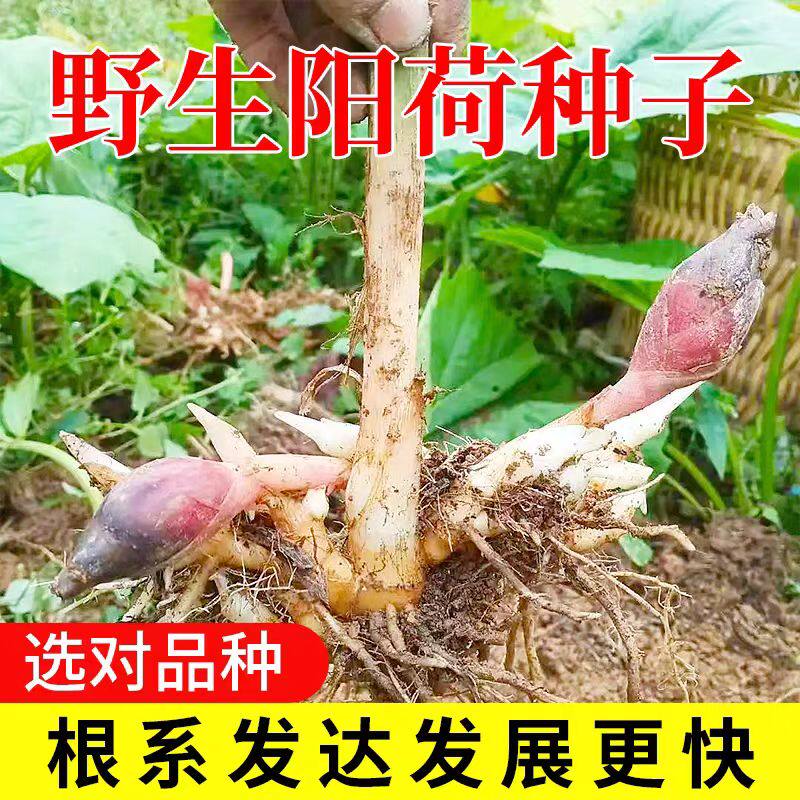 湖北恩施洋荷姜根茎阳霍根苗新鲜现挖庭院盆栽四季种植蔬菜