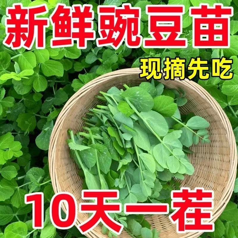 四季易种阳台盆栽芽苗菜秋冬季蔬菜豌豆苗种子无须豌豆尖