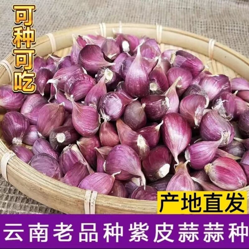 云南大理新鲜早蒜种出苔蒜正月早蒜红根苗蒜香辣味浓正宗产地发货