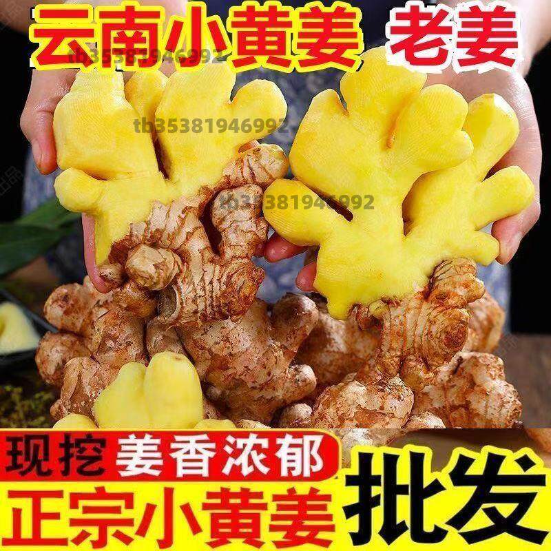 正宗云南小黄姜高山生姜月子姜老姜饭店专供辛辣十足十斤整箱售