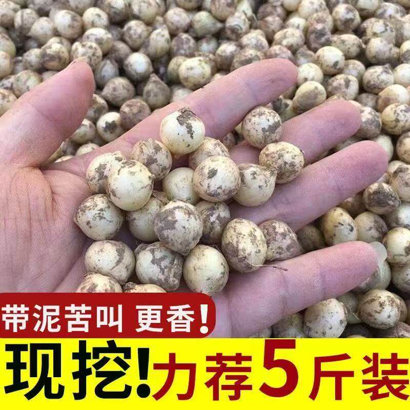 新鲜蔬菜苦藠团葱四川苦藠头苦叫小根葱野葱头薤白五百克直