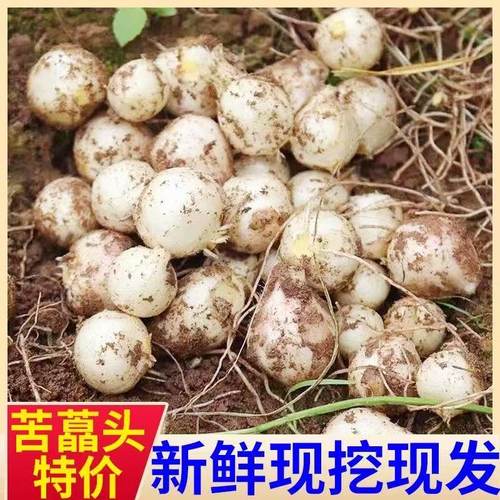 四川产地直发新鲜苦藠头团葱小根葱苦葱头薤白野葱头八斤
