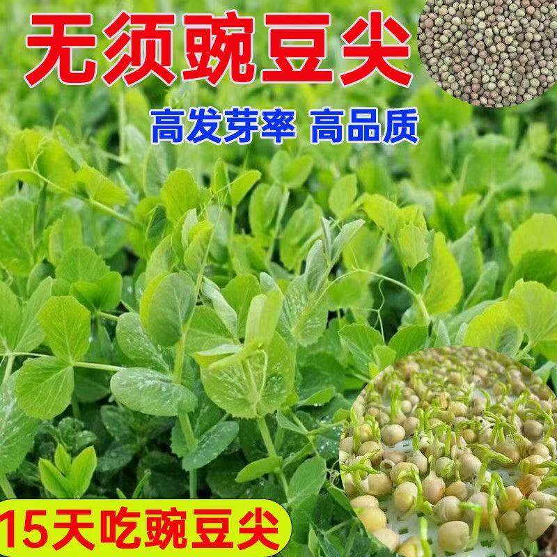豌豆苗种籽新品可连续多次采收秋冬无须豌豆尖种子专吃叶