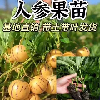 人参果苗秧带土球长寿果苗春秋四季阳台当年结果种植南北方盆栽苗
