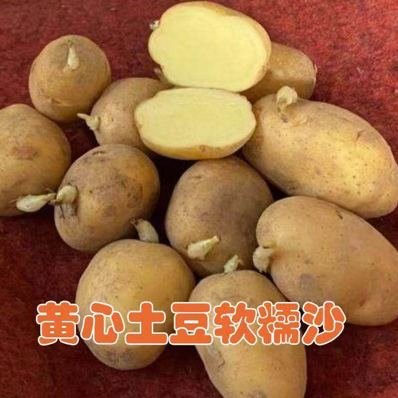 土豆种子云南农家老品种带芽四季黄心马铃薯原种本地高产洋芋