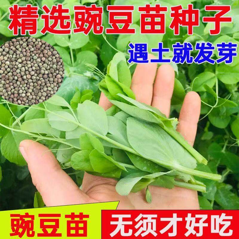 四川大无须豌豆尖种子水培秋季蔬菜籽豌豆苗籽芽苗菜种籽