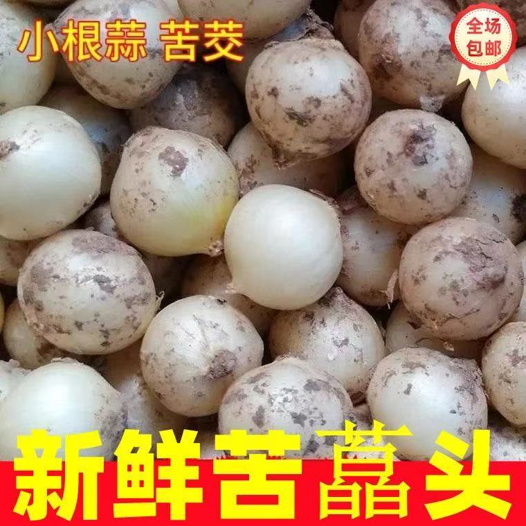 新鲜苦芥苦叫小蒜头四川野葱头薤白苦藠团葱小根蒜五百克包