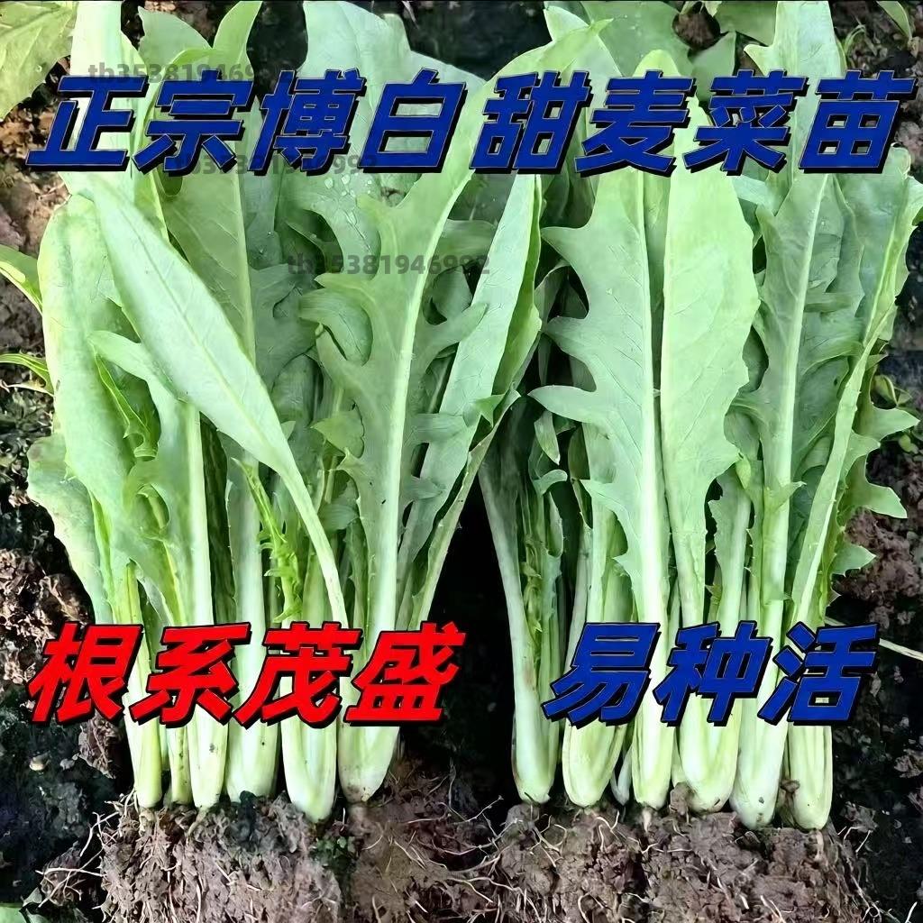 正宗广西博白甜脆麦菜秧苗苦麦蔬菜四季种子籽高州大圆叶阳台盆栽