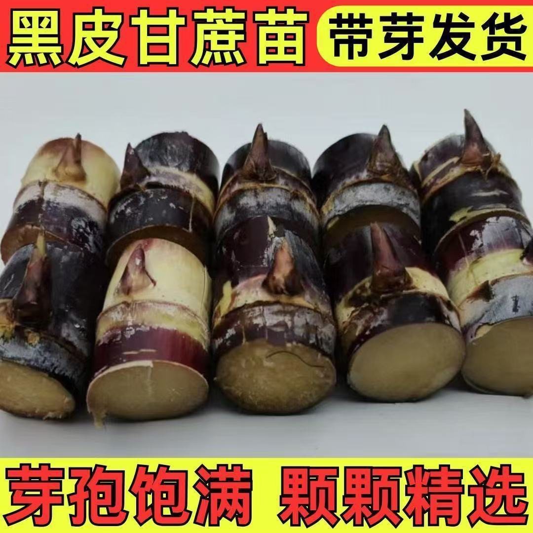 高产中节黑皮甘蔗种苗南北可种薄皮多汁水果甘蔗种节发芽率高