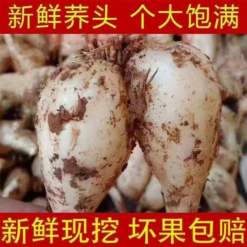 本地老品种茭头种子酸甜荞头藠头蒜头自留种农家四季蔬菜种子