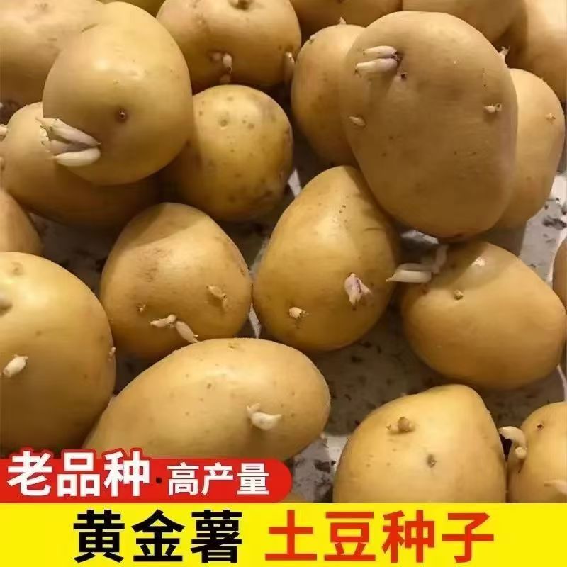 黄皮高产云南农家土豆种子洋芋马铃薯高产农家云南黄皮洋芋子种