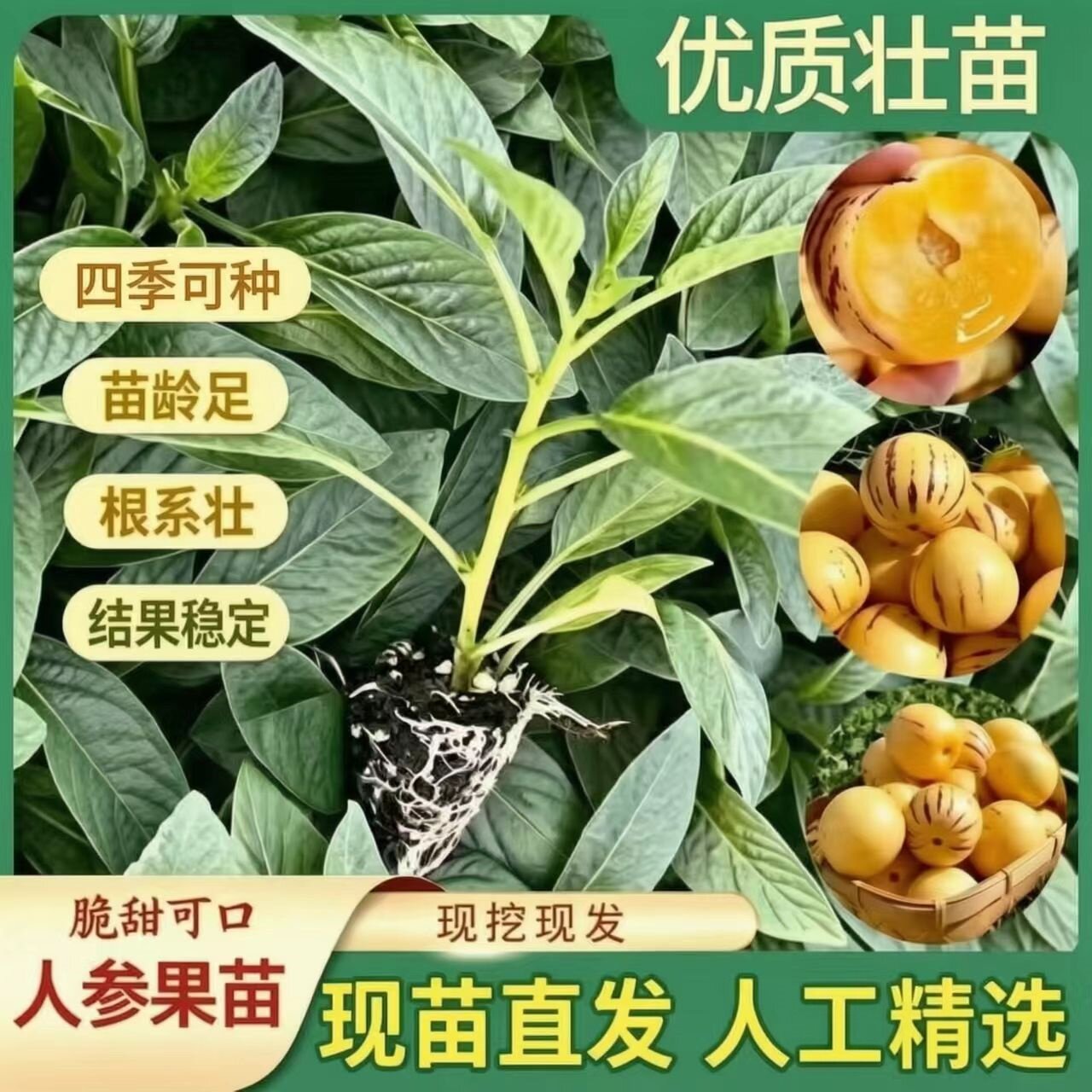 优质人参果种苗黄心高产人参果蔬菜苗盆栽庭院种植大苗带土球四季