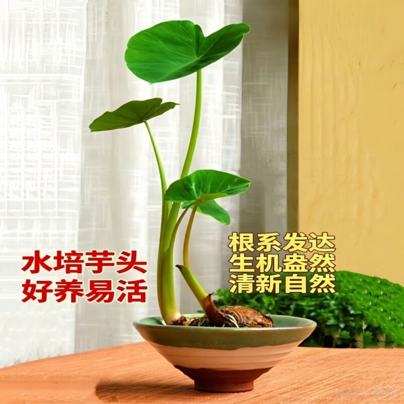 水培芋头迷你绿植盆栽儿童种植观察室内阳台沼泽养龟净水小盆栽