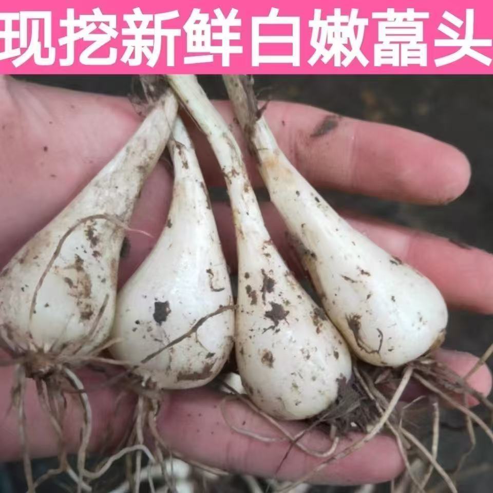 老品种藠头种子大个荞头江西茭头农家自种新鲜蔬菜现挖无叶教头
