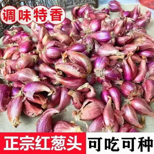 四季便宜实惠新鲜正宗农家红葱头可吃可种蔬菜种子