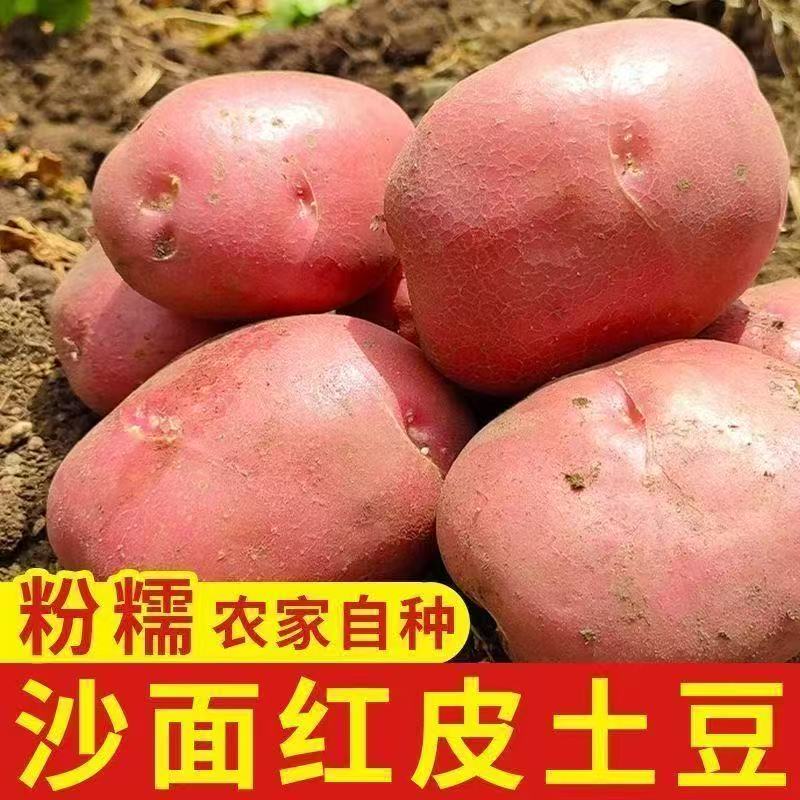 红皮高产生农家自种土豆种子马铃薯洋芋红皮高产生农家自种土豆种