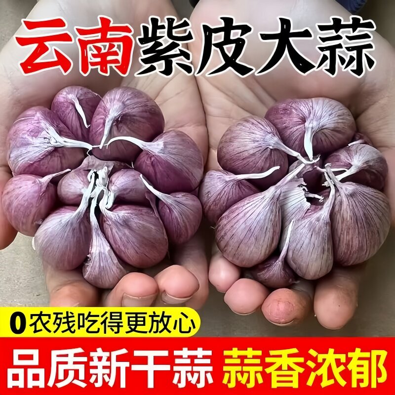 正宗云南2026新鲜大理紫皮大蒜农家大蒜头新干蒜5斤红蒜多瓣香蒜