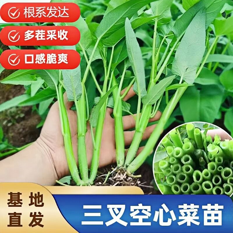 三叉空心菜苗大叶四季带土发货易活阳台庭院新鲜蔬菜苗秧苗包邮