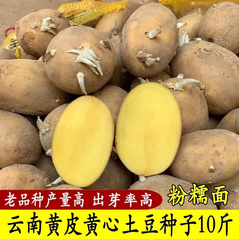 云南农家高产黄皮马铃薯子种土豆高产农家云南黄皮洋芋土豆种子