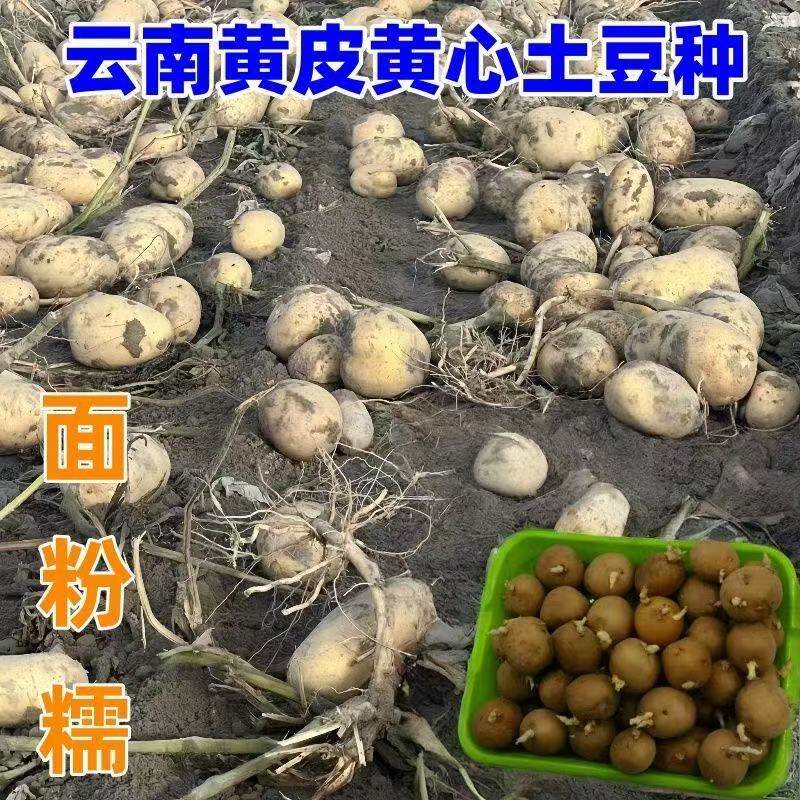 种植高产恩施高山小土豆种洋芋老品种黄心土豆种子不带芽
