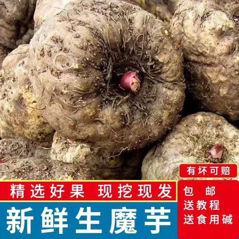 现货新鲜大魔芋现挖现发农家自种魔芋豆腐制作原材料豆腐大个魔芋