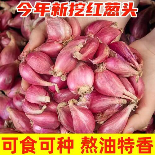 红葱头种子四季播种菜园盆栽香味浓郁四川火葱红根小香葱蔬菜种籽