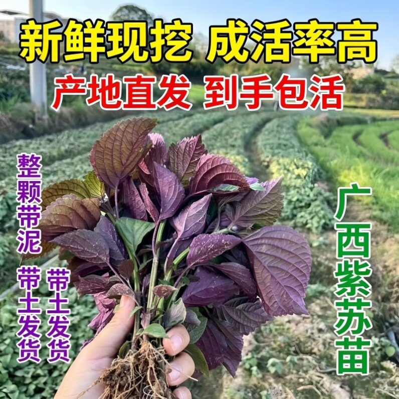 老品种双面紫苏苗带土发货农家野外幼苗盆栽食用鱼虾火锅去腥