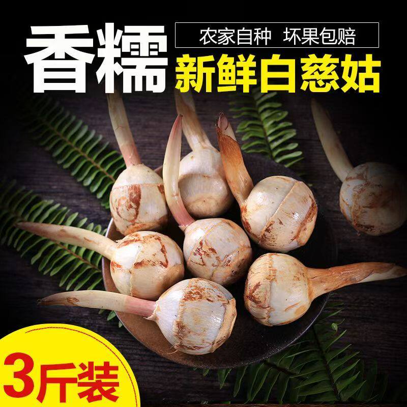 云南农家现挖大个茨菇马蹄荸荠