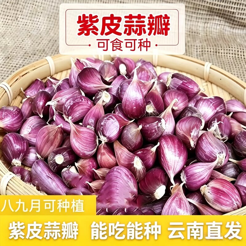 正宗新鲜大理紫皮蒜瓣新干蒜红皮香蒜大蒜种可栽种红皮早熟香蒜掰