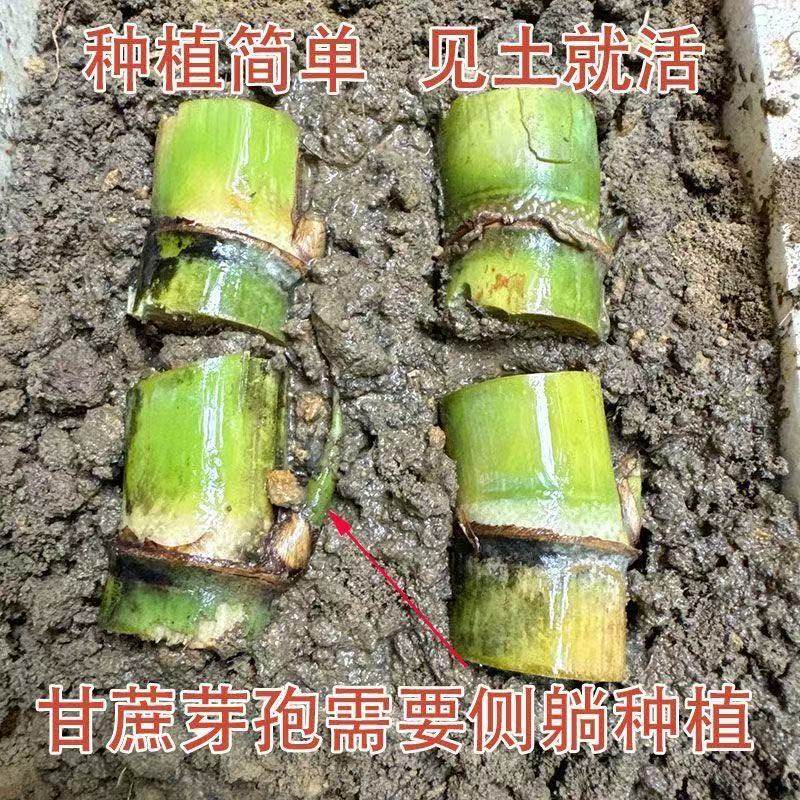 黄皮脆皮甘蔗种苗南北可种黄金鲜水果甘蔗种易成活高发芽率苗种