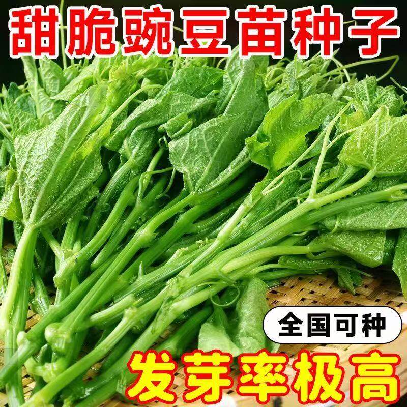 甜豌豆种籽豌豆豆种豆苗苗种尖蔬菜孑碗豆苗无须荷兰盆栽