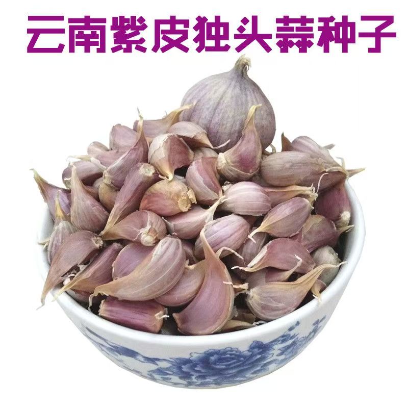 正宗独蒜种子紫皮小个蒜云南红皮三丫蒜独头蒜种籽2026新蒜种