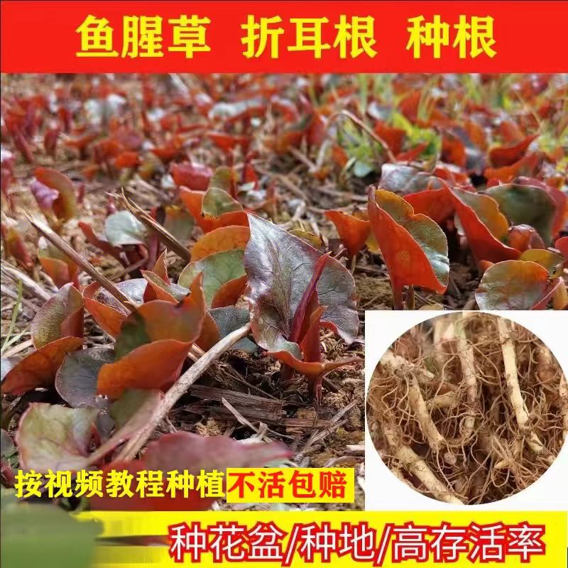 贵州新鲜现挖带泥折耳根鱼腥草