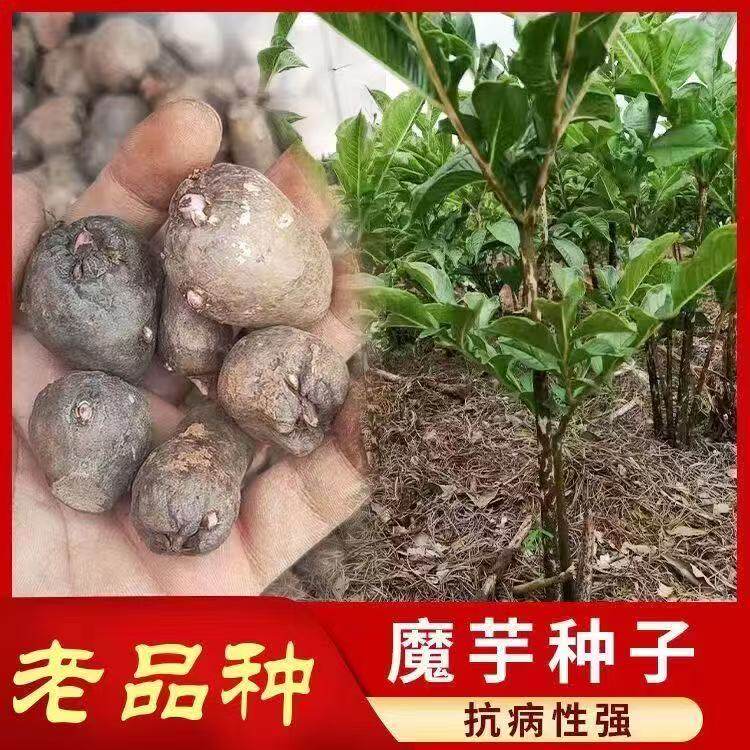 四川凉山一代花魔芋种苗新鲜脱水高产抗病黑杆花魔芋种直销
