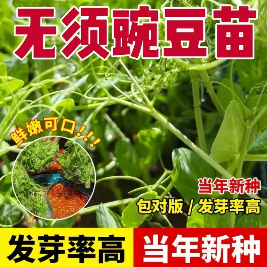 碗豆苗荷兰盆栽菜种豌豆豆种豆苗苗种尖蔬菜孑甜豌豆种籽