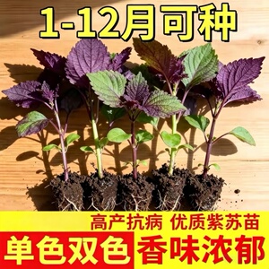 室外庭院紫苏苗盆栽可食用鲜活叶四季播种带土优质蔬菜秧苗